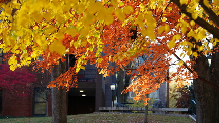The beautiful campus autumn view in the University of Pennsylvania in Philadelphia