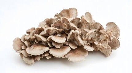 bunch of Maitake mushroom on white background.