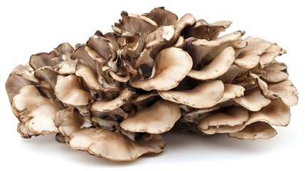 bunch of Maitake mushroom on white background.