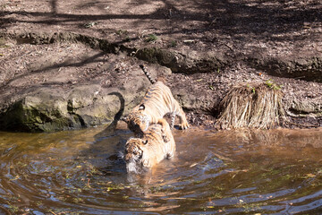 Young tigers have a coat of golden fur with dark stripes, the tiger is the largest wild cat in the...