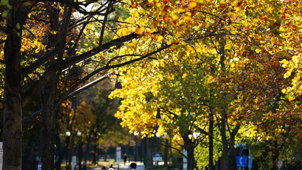 The beautiful campus autumn view in the University of Pennsylvania in Philadelphia