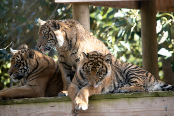 Young tigers have a coat of golden fur with dark stripes, the tiger is the largest wild cat in the world. Tigers are powerful hunters with sharp teeth, strong jaws and agile bodies.