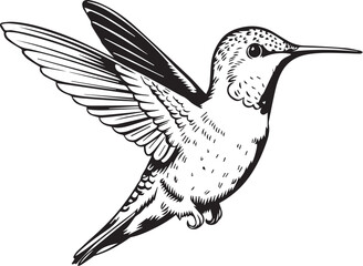 Obraz premium Hummingbird bird on white background.Elements for design.