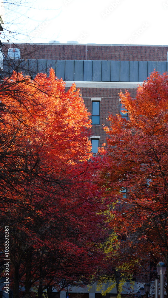 Wall mural The beautiful campus autumn view in the University of Pennsylvania in Philadelphia