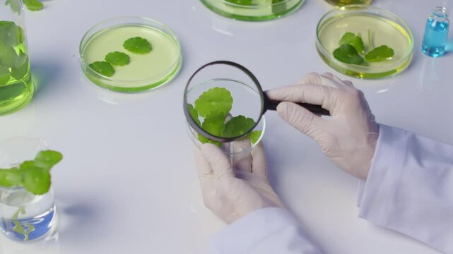 Close up high angle footage at a white laboratory table top, from the scientist view, who is using magnifying glass to study centella experiment sample in glass petri dish