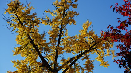 The beautiful campus autumn view in the University of Pennsylvania in Philadelphia