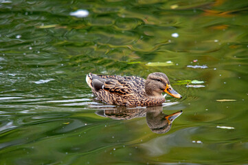 Ente (Anas platyrhynchos) mit Spiegelung auf dem Teich