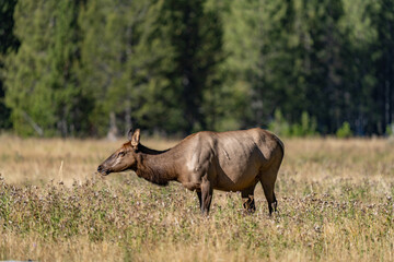The elk (Cervus canadensis), or wapiti, is the second largest species within the deer family,...