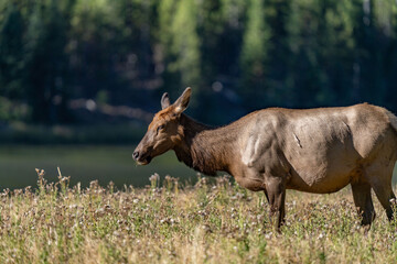 The elk (Cervus canadensis), or wapiti, is the second largest species within the deer family, Cervidae, Madison River West Entrance Road, Yellowstone National Park, Wyoming