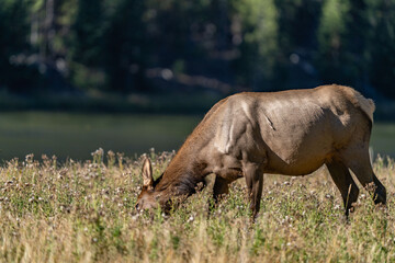Fototapeta premium The elk (Cervus canadensis), or wapiti, is the second largest species within the deer family, Cervidae, Madison River West Entrance Road, Yellowstone National Park, Wyoming