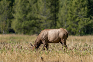 The elk (Cervus canadensis), or wapiti, is the second largest species within the deer family,...