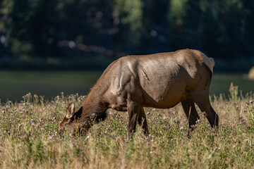 Fototapeta premium The elk (Cervus canadensis), or wapiti, is the second largest species within the deer family, Cervidae, Madison River West Entrance Road, Yellowstone National Park, Wyoming