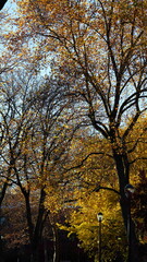 Fototapeta premium The beautiful campus autumn view in the University of Pennsylvania in Philadelphia