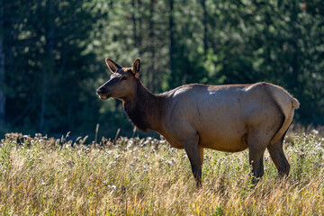 Obraz premium The elk (Cervus canadensis), or wapiti, is the second largest species within the deer family, Cervidae, Madison River West Entrance Road, Yellowstone National Park, Wyoming