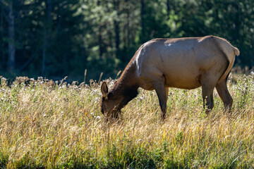 The elk (Cervus canadensis), or wapiti, is the second largest species within the deer family, Cervidae, Madison River West Entrance Road, Yellowstone National Park, Wyoming