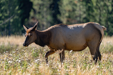 The elk (Cervus canadensis), or wapiti, is the second largest species within the deer family, Cervidae, Madison River West Entrance Road, Yellowstone National Park, Wyoming