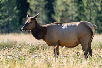 Fototapeta premium The elk (Cervus canadensis), or wapiti, is the second largest species within the deer family, Cervidae, Madison River West Entrance Road, Yellowstone National Park, Wyoming