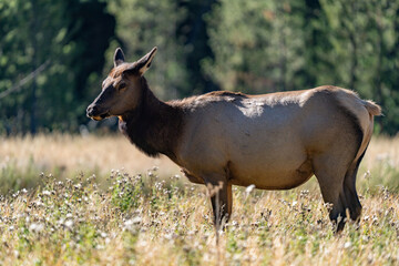 Fototapeta premium The elk (Cervus canadensis), or wapiti, is the second largest species within the deer family, Cervidae, Madison River West Entrance Road, Yellowstone National Park, Wyoming