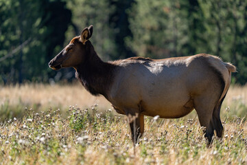 The elk (Cervus canadensis), or wapiti, is the second largest species within the deer family, Cervidae, Madison River West Entrance Road, Yellowstone National Park, Wyoming