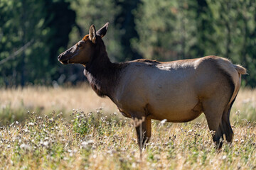 The elk (Cervus canadensis), or wapiti, is the second largest species within the deer family,...