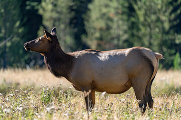 Fototapeta premium The elk (Cervus canadensis), or wapiti, is the second largest species within the deer family, Cervidae, Madison River West Entrance Road, Yellowstone National Park, Wyoming