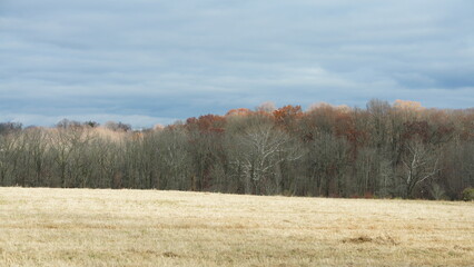 The colorful forest view in the natural park in autumn