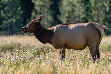 The elk (Cervus canadensis), or wapiti, is the second largest species within the deer family, Cervidae, Madison River West Entrance Road, Yellowstone National Park, Wyoming