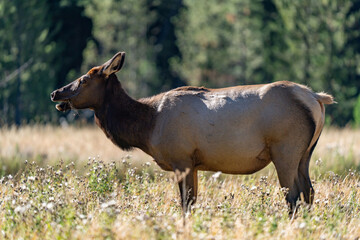 The elk (Cervus canadensis), or wapiti, is the second largest species within the deer family, Cervidae, Madison River West Entrance Road, Yellowstone National Park, Wyoming