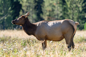 The elk (Cervus canadensis), or wapiti, is the second largest species within the deer family,...