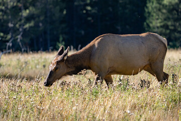 The elk (Cervus canadensis), or wapiti, is the second largest species within the deer family, Cervidae, Madison River West Entrance Road, Yellowstone National Park, Wyoming
