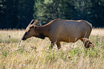 Fototapeta premium The elk (Cervus canadensis), or wapiti, is the second largest species within the deer family, Cervidae, Madison River West Entrance Road, Yellowstone National Park, Wyoming