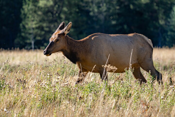 The elk (Cervus canadensis), or wapiti, is the second largest species within the deer family, Cervidae, Madison River West Entrance Road, Yellowstone National Park, Wyoming