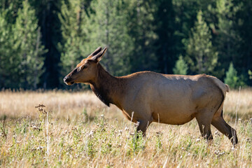 The elk (Cervus canadensis), or wapiti, is the second largest species within the deer family, Cervidae, Madison River West Entrance Road, Yellowstone National Park, Wyoming