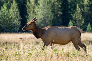 The elk (Cervus canadensis), or wapiti, is the second largest species within the deer family, Cervidae, Madison River West Entrance Road, Yellowstone National Park, Wyoming