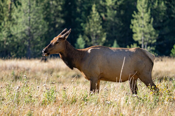 The elk (Cervus canadensis), or wapiti, is the second largest species within the deer family, Cervidae, Madison River West Entrance Road, Yellowstone National Park, Wyoming
