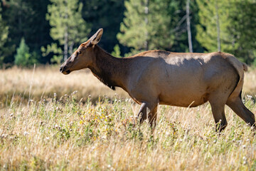 The elk (Cervus canadensis), or wapiti, is the second largest species within the deer family, Cervidae, Madison River West Entrance Road, Yellowstone National Park, Wyoming