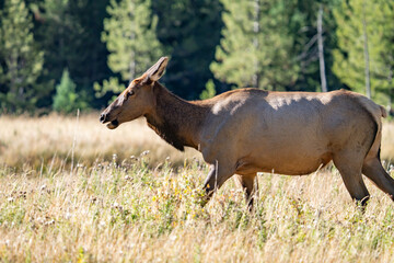 The elk (Cervus canadensis), or wapiti, is the second largest species within the deer family, Cervidae, Madison River West Entrance Road, Yellowstone National Park, Wyoming