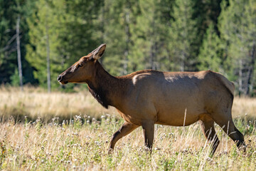 The elk (Cervus canadensis), or wapiti, is the second largest species within the deer family, Cervidae, Madison River West Entrance Road, Yellowstone National Park, Wyoming