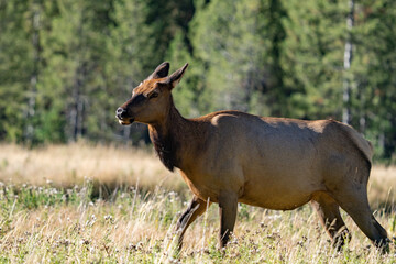 The elk (Cervus canadensis), or wapiti, is the second largest species within the deer family, Cervidae, Madison River West Entrance Road, Yellowstone National Park, Wyoming