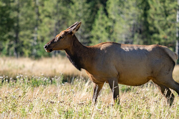 The elk (Cervus canadensis), or wapiti, is the second largest species within the deer family, Cervidae, Madison River West Entrance Road, Yellowstone National Park, Wyoming