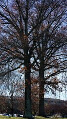 The colorful forest view in the natural park in autumn