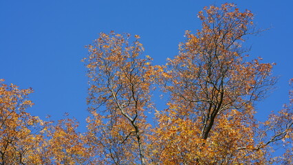 The colorful forest view in the natural park in autumn