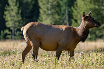 The elk (Cervus canadensis), or wapiti, is the second largest species within the deer family, Cervidae, Madison River West Entrance Road, Yellowstone National Park, Wyoming