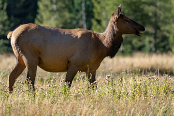 The elk (Cervus canadensis), or wapiti, is the second largest species within the deer family,...