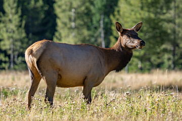 The elk (Cervus canadensis), or wapiti, is the second largest species within the deer family, Cervidae, Madison River West Entrance Road, Yellowstone National Park, Wyoming