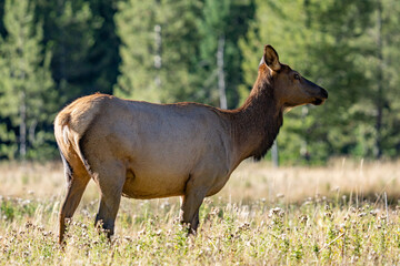 The elk (Cervus canadensis), or wapiti, is the second largest species within the deer family, Cervidae, Madison River West Entrance Road, Yellowstone National Park, Wyoming