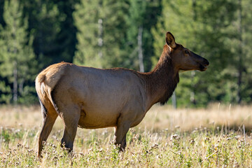 The elk (Cervus canadensis), or wapiti, is the second largest species within the deer family, Cervidae, Madison River West Entrance Road, Yellowstone National Park, Wyoming