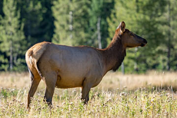 The elk (Cervus canadensis), or wapiti, is the second largest species within the deer family,...