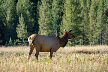 The elk (Cervus canadensis), or wapiti, is the second largest species within the deer family, Cervidae, Madison River West Entrance Road, Yellowstone National Park, Wyoming