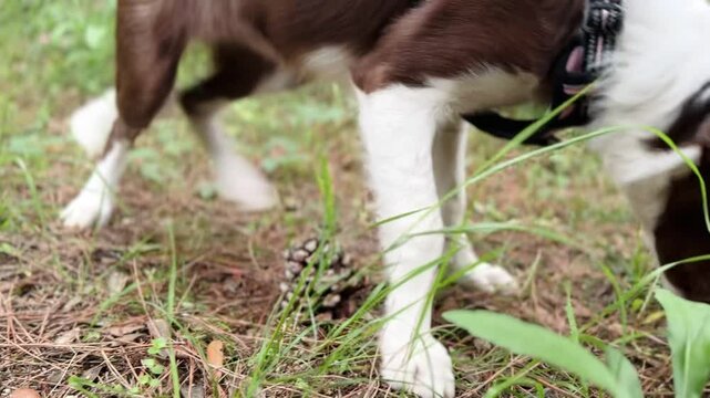 Young dog bites a pineapple in the mountain.